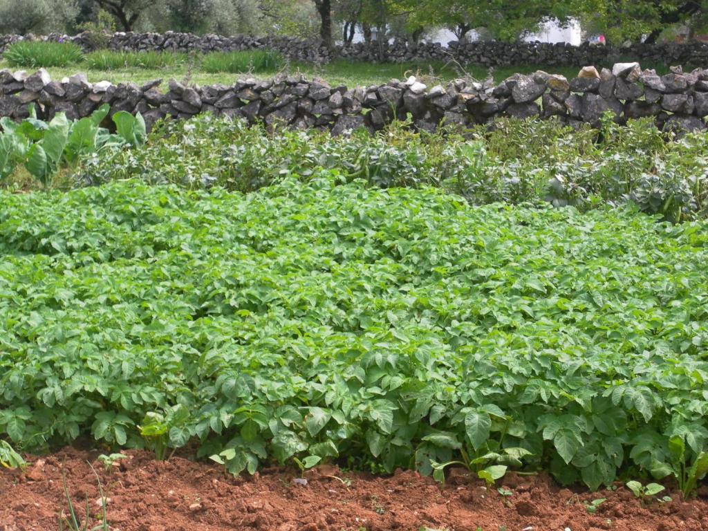 Retiro Da Avo Lidia - Turismo Rural Mendiga Eksteriør billede