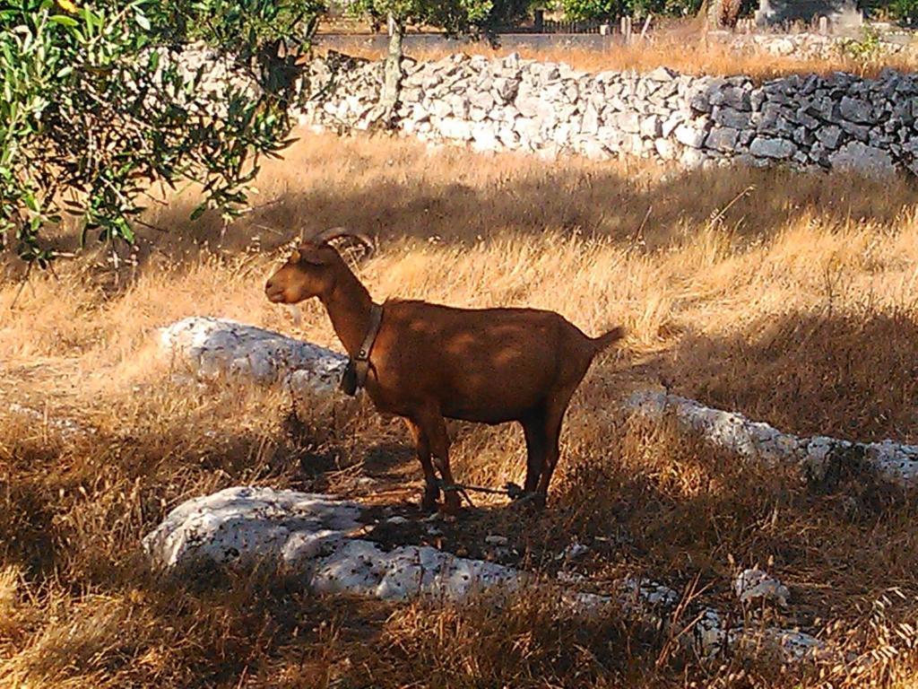 Retiro Da Avo Lidia - Turismo Rural Mendiga Eksteriør billede